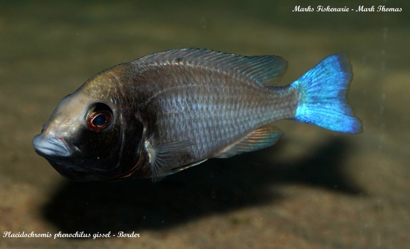 Placidochromis sp. 'phenochilus gissel' Border